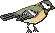 mesange